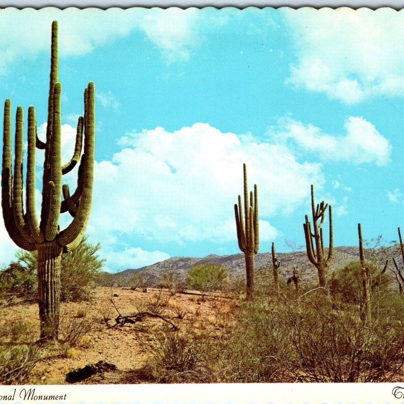 c1970s Tucson, AZ Saguaro National Monument Park Desert Cactus Flower 4x6 PC M10