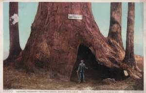 SANTA CRUZ, California, 1910-1920s; General Fremont, Big Tree Grove