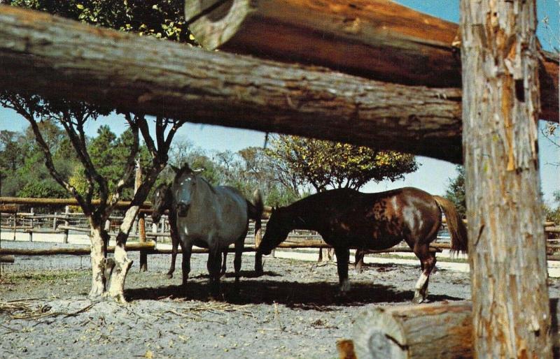 Early Walt Disney World, 0111-0074 Tri-Circle-D Ranch,Vintage Postcard