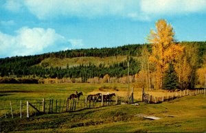 Canada British Columbia Caribou Ranch In The Fall