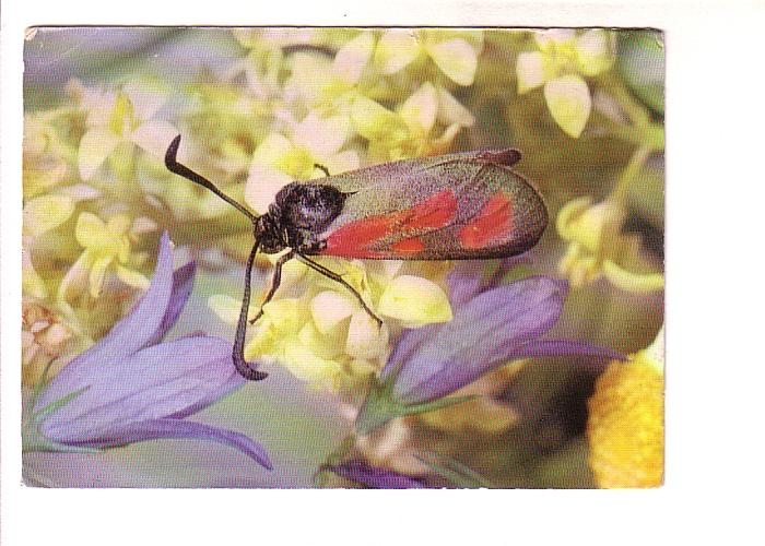 Close up of Moth with Black and Red Wings, Sitting on Flower, Germany, Photo ...