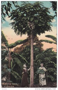 Paw Paw Tree , Florida , 00-10s