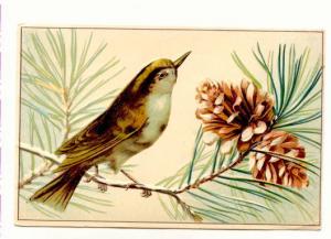 Pretty Brown Sparrow, Pine Cones,