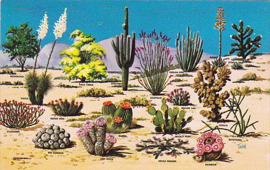 Cacti and Desert Flora of The Great Southwest