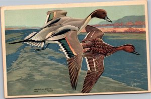 Postcard American Pintail male and female in flight by Francis Lee Jaques