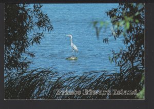 PEI Prince Edward Island - Great Blue Heron sitting on a rock ~ Cont'l