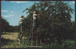 Cherry Picking,Door County,WI Postcard BIN