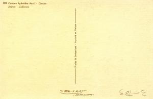 Flowers -  Crocus           (Thor & Gyger #651)