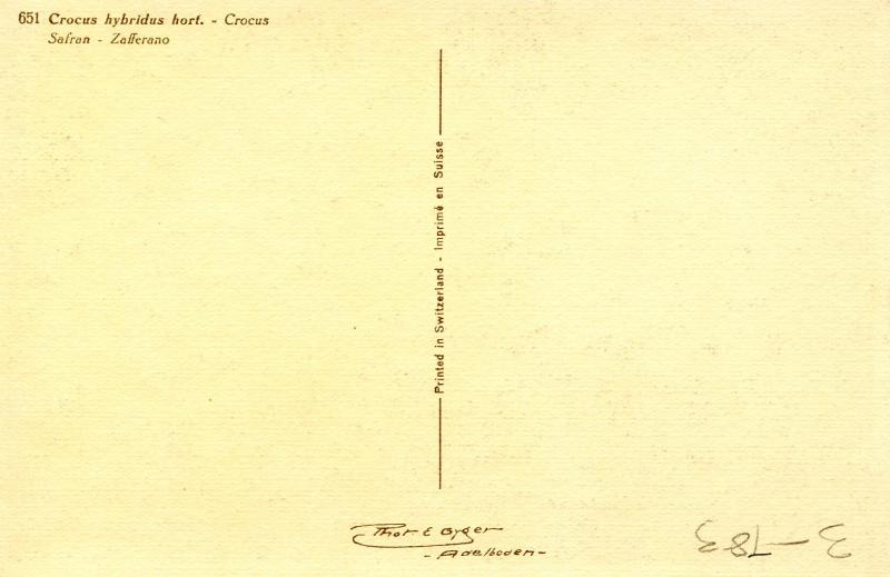 Flowers -  Crocus           (Thor & Gyger #651)