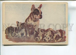 482144 BOSTON TERRIER Family Puppy Vintage postcard REKORD