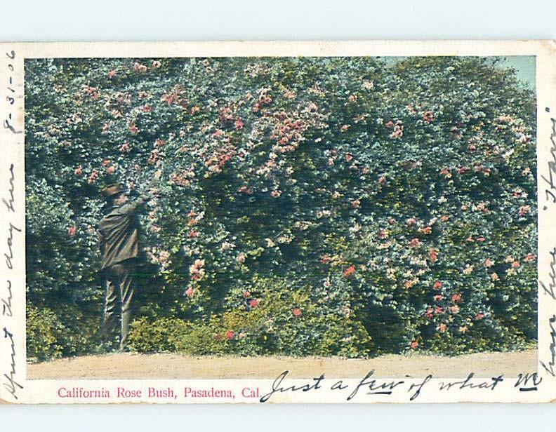 Pre-1907 POSTCARD SCENE Pasadena - Los Angeles California CA hp9009