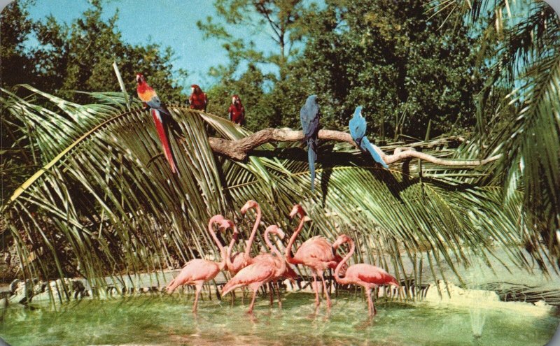 Vintage Postcard Colorful Birdlife Roaming In Gardens & Miami's Parrot Jungle FL