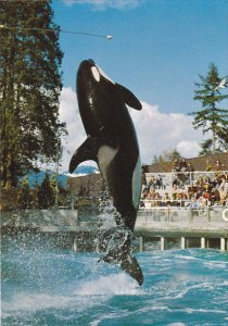 Skana Killer Whale Vancouver Aquarium Stanley Park British Columbia Canada