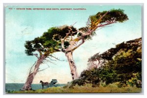 Ostrich Tree Seventeen Mile Drive Monterey California CA DB Postcard U16