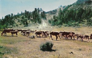 Calf Round-Up on a North Dakota Ranch