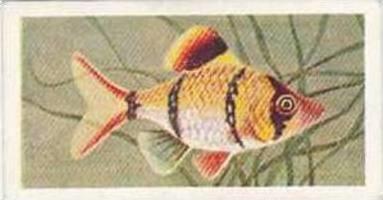 Mitchum Foods Vintage Trade Card Aquarium Fish 1957 2nd Series No 44 Bleeker ...