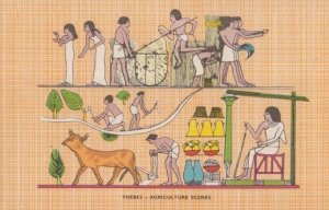 Thebes Agriculture Scenes Mural Antique Egyptian Postcard