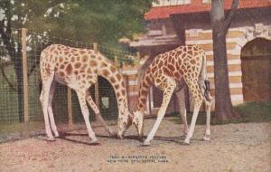 Giraffes Feeding New York Zoological Park New Yorek City New York