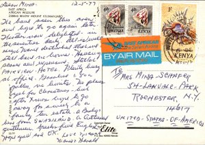 CONTINENTAL SIZE POSTCARD ZEBRAS BELOW MOUNT KILIMANJARO KENYA POSTED 1977