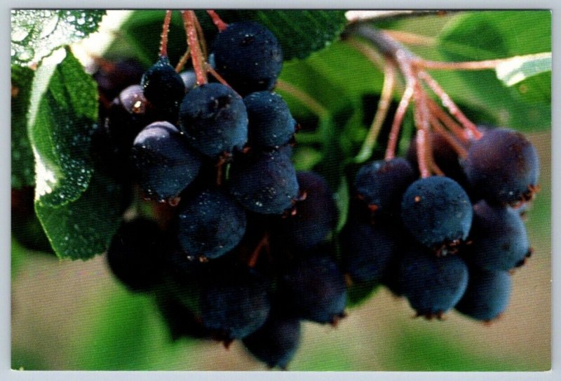 Saskatoon Berries, Prairie Plant Systems Inc Saskatchewan Advertising Postcard