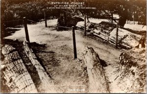 RPPC View of Petrified Forest Near Santa Rosa CA Vintage Postcard Q53