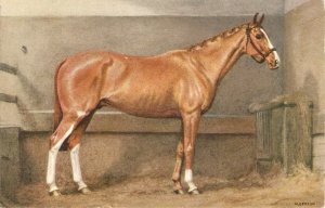 Alderson. A noble horse Old vintage Swiss art postcard