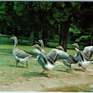 c1960s Westmoreland Co, VA George Washington Birthplace Poultry Geese PC A240