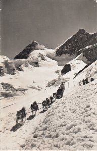 Switzerland Jungfrau Joch polar husky dogs traction sledge photo postcard 1955