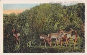 Florida Natives Deer In The Everglades Curteich