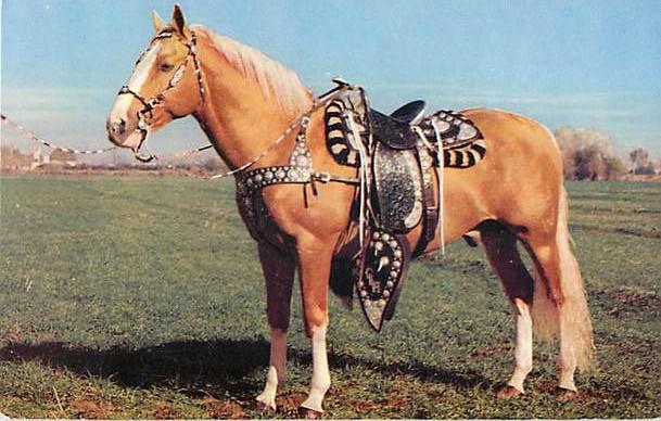 Golden Palomino, Horse, Chrome