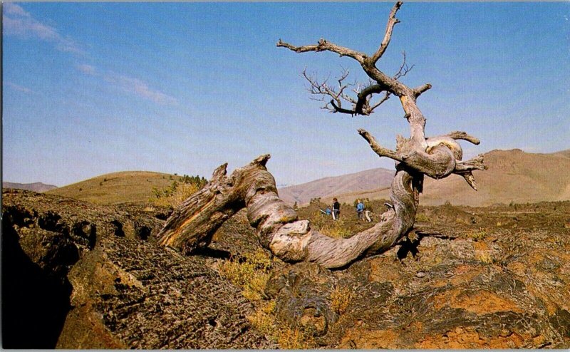 Vintage Idaho Postcard, Twist Tree , Craters of the Moon National Monument, pb24