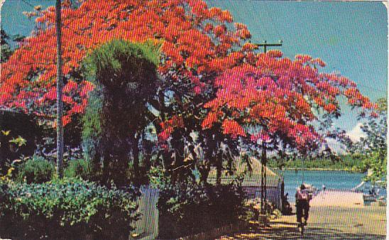 Royal Poinciana Tree Fowler's Street Nassau Bahamas