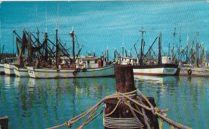 Florida The Fishing Fleet In Florida Waters 1960