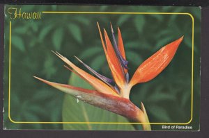 Hawaii Bird of Paradise similar to a feathered beauty pm1991 - Chrome
