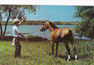 Horses Dun Quarter Horse Beggar Poo Lake Benbrook Fort Worth Texas