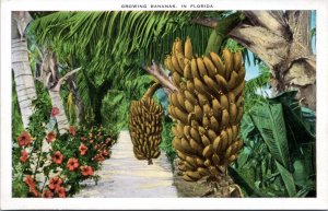 Postcard FL - Growing Bananas in Florida