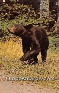 American Black Bear Great Smoky Mountains National Park  Bear Postcard