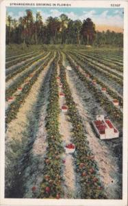 Florida Typical Strawberry Farm