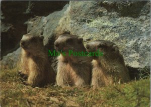 Animals Postcard - Three Marmot Children - Drei Murmeltierkinder  RR8881