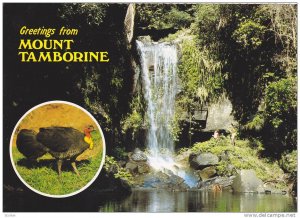 Turkey, Curtis Falls Waterfall, Joalah National Park, Mount Tamborine, Queens...