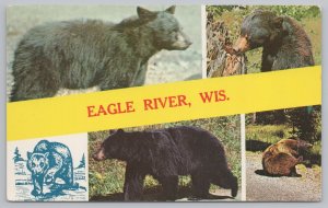 Five Scenes Of Black & Brown Bears~Eagle River Wisconsin~Plastichrome~PM 1968 PC