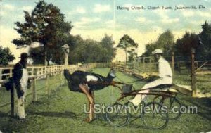 Ostrich Farm - Jacksonville, Florida FL Postcard
