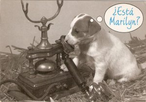 Dog at the phone. ¿Is Marilyn? Modern Spanish photo postcard