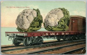 CABBAGE WE RAISE IN OUR STATE EXAGGERATED ANTIQUE POSTCARD