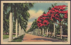 Royal Poinciana Tree,Royal Palms,FL Postcard