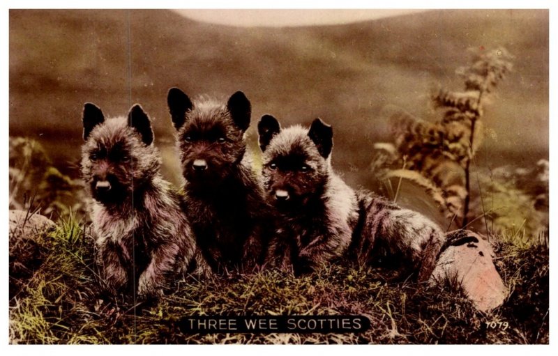 Dog ,  Three Wee Scotties