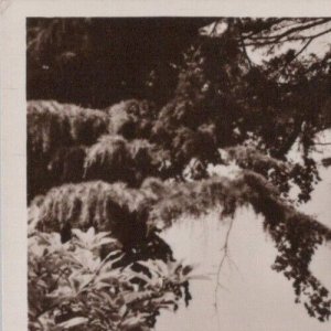 Worcestershire Postcard - Malvern, Priory Park. Real Photo, Posted 1953 -RS39345