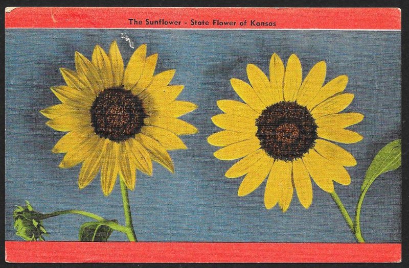 Sunflower State Flower of Kansas Unused c1940s