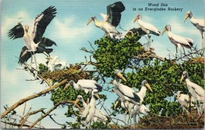 postcard Florida - Wood Ibis in an Everglades Rookery