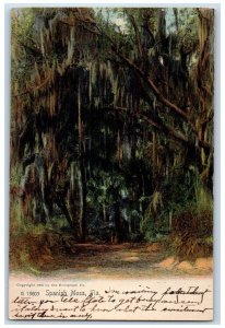 1910 Spanish Moss Trees Forest West Palm Beach Florida Vintage Antique postcard 